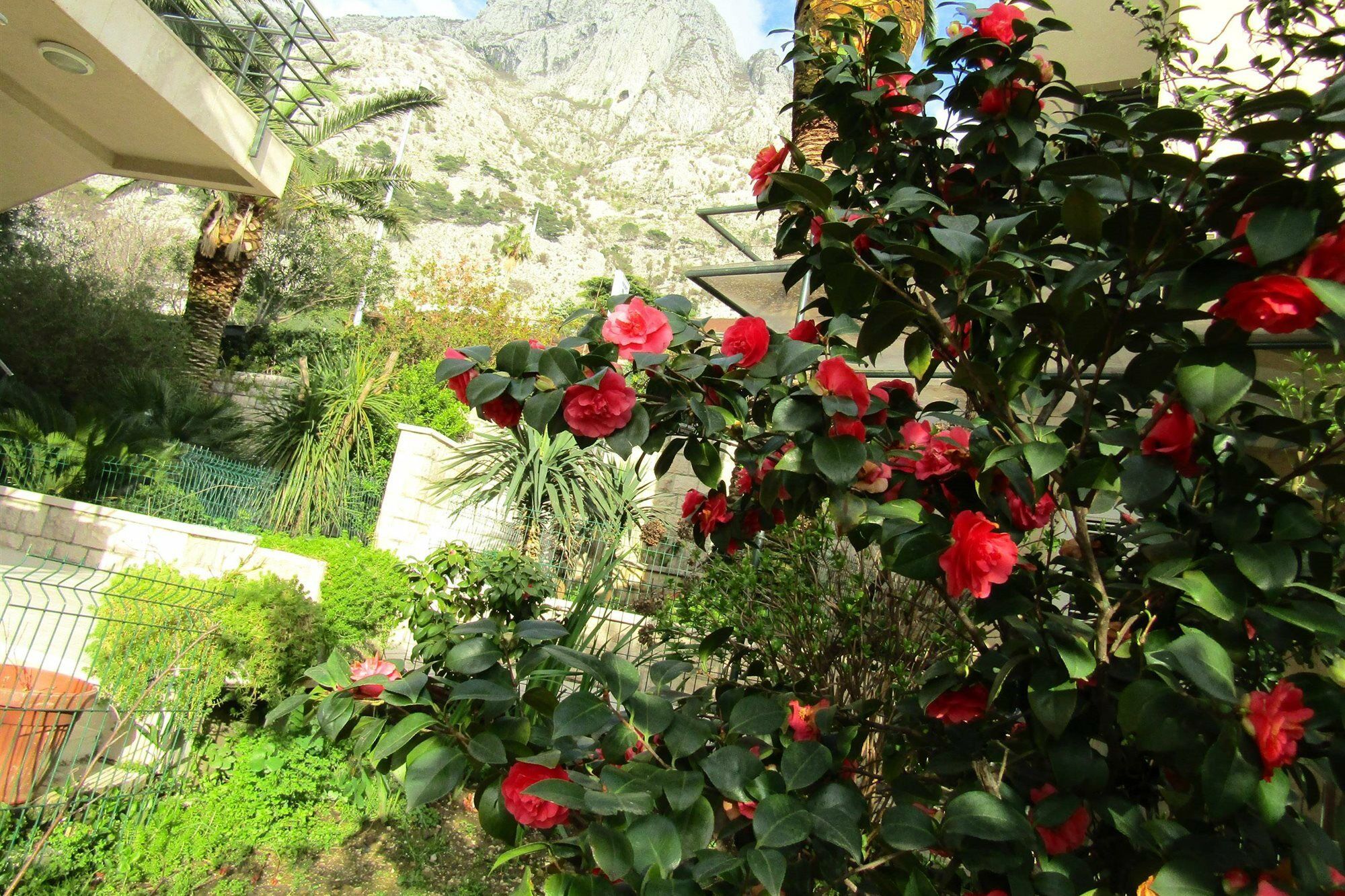 Palma Apartments Kotor Dış mekan fotoğraf